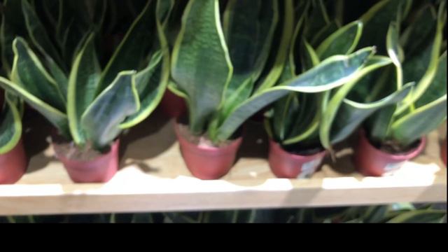 Houseplant Shopping 2021| Nursery Near Me at My Plant Shop Putatan for Indoor Plants Malaysia смотреть онлайн
