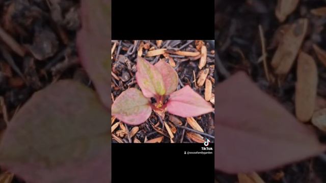 Anthurium Soil Mix Recipes | How to Create the Perfect Potting Mix for Healthy Growth смотреть онлайн
