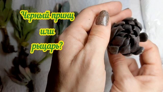 РАСПАКОВКА Получила долгожданную посылку от mr.Кактус. Вопрос дня: Так принц или рыцарь? #распаковк смотреть онлайн