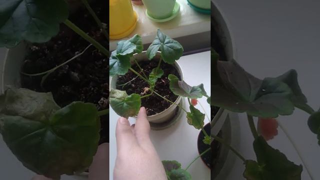 Пеларгония маленький эксперимент хороший результат 😊 смотреть онлайн