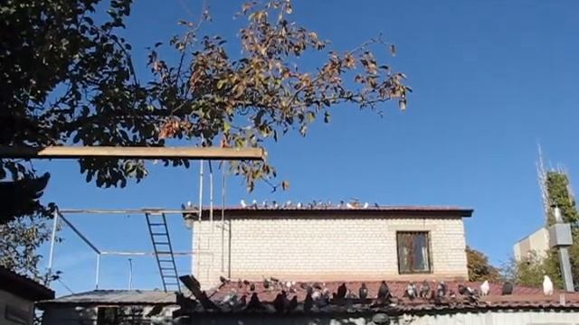 Николаевские голуби Сергея Родионова. (Осенние хлопоты.) Волгоград. Часть 129 смотреть онлайн