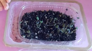 Как посеять базилик на рассаду. Первые всходы и что дальше делать.