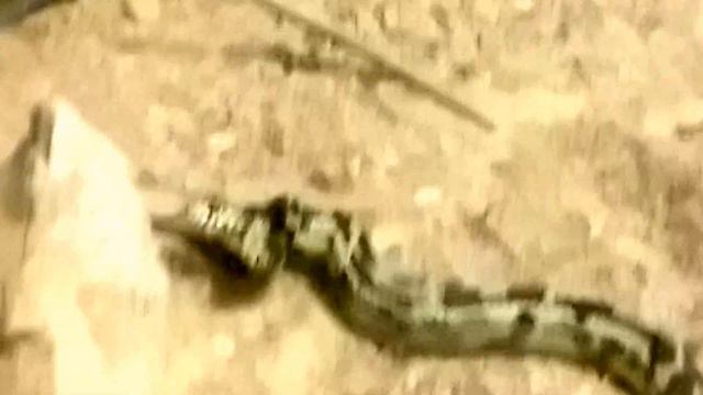 Двухголовая змея Two-headed snake смотреть онлайн