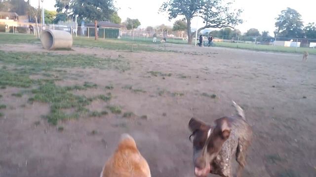 Dancing German Shorthaired Pointer Wants To Play смотреть онлайн