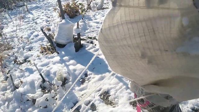 Защита корневой шейки у абрикоса. 29.10.22.Сев.Казахстан.Ч.470.