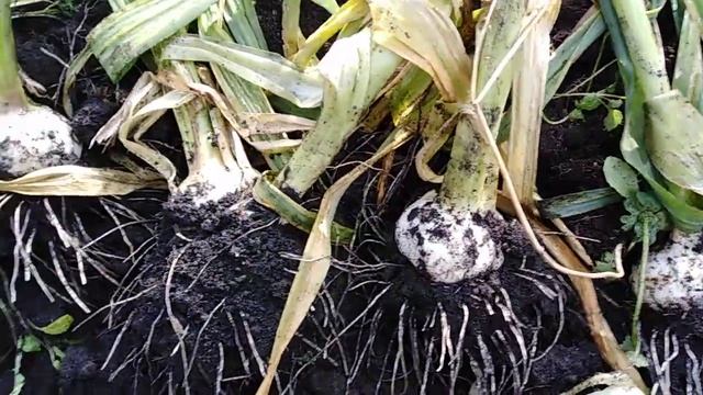 Уборка чеснока рокамболь. смотреть онлайн