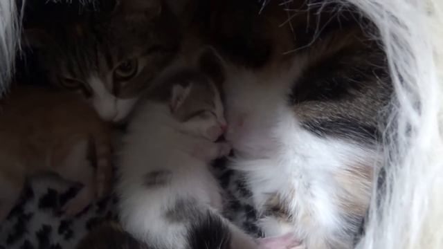 Бабушка в гостях у Николь и Алисы.Бабушкины Сказки.Grandmother is visiting Nicole and Alice. смотреть онлайн