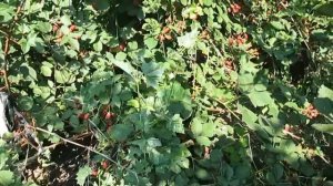 Сорт, который скрывают.. растет  огромная ежевика без ухода!!!!