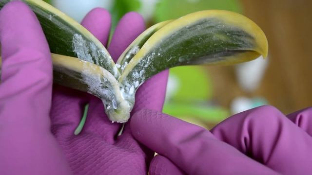 РЕАНИМАЦИЯ ОРХИДЕИ БЕЗ КОРНЕЙ ЯНТАРНОЙ КИСЛОТОЙ! КАК РЕАНИМИРОВАТЬ ОРХИДЕЮ #2 ЧАСТЬ смотреть онлайн