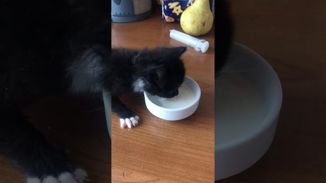 Котёнок учится первый раз пить молоко#котёнок#пьем#молоко#первый смотреть онлайн