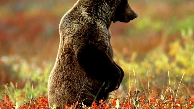 Гризли. Самый сильный медведь на Земле! смотреть онлайн