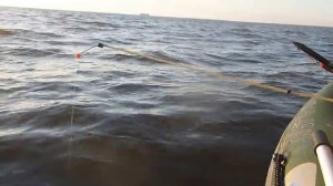 Ловля плотвы на Южном берегу дамбы -Финский залив