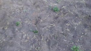 Вьюнок , березка. Как избавиться?