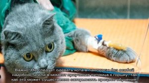 Памперсы для кошек — примеры подгузников для котят и как сделать самому