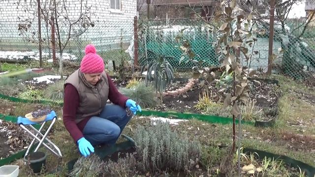 Лаванда английская - королева ароматерапии смотреть онлайн