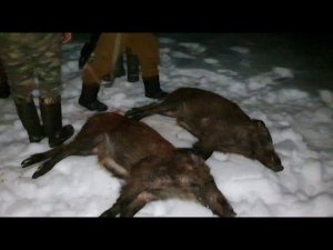 Охота на кабана на Кавказе.