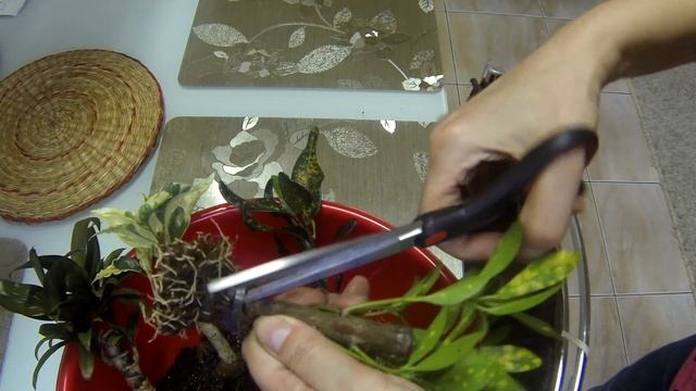 Комнатные цветы. Мои новинки. Кротон-Кодиеум. смотреть онлайн