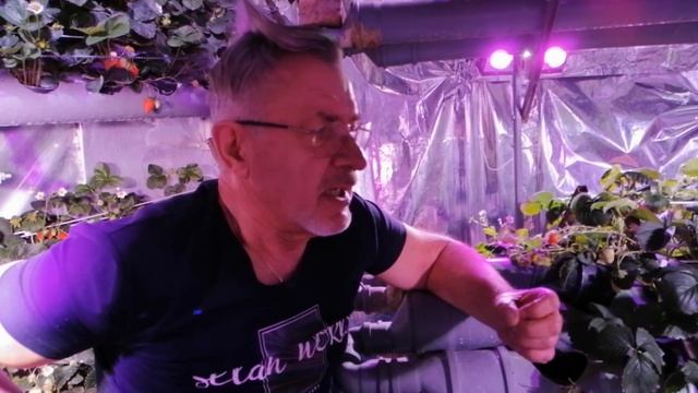 Клубничный сити фермер Геннадич показывает свою круглогодичную ферму 2. смотреть онлайн