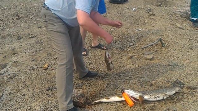 Ловим и готовим щуку на Богучанском водохранилище смотреть онлайн