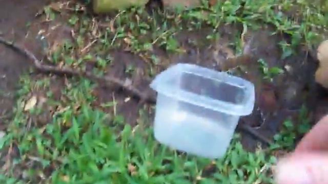 Dawson (our dog) brings Jackie (our rabbit) water! смотреть онлайн