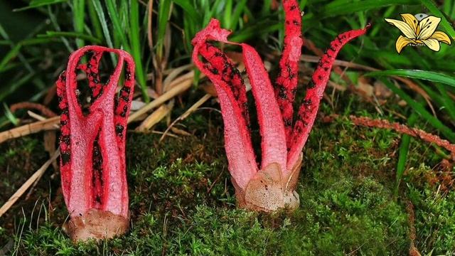 DEVILS FINGER FUNGUS! Clathrus archeri! Octopus Stinkhorn.?#fungos #plants #devil #stinky #short смотреть онлайн