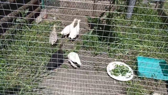 Жизнь на Кубани. Ураа, у нас новый домик ! Индюшата. смотреть онлайн