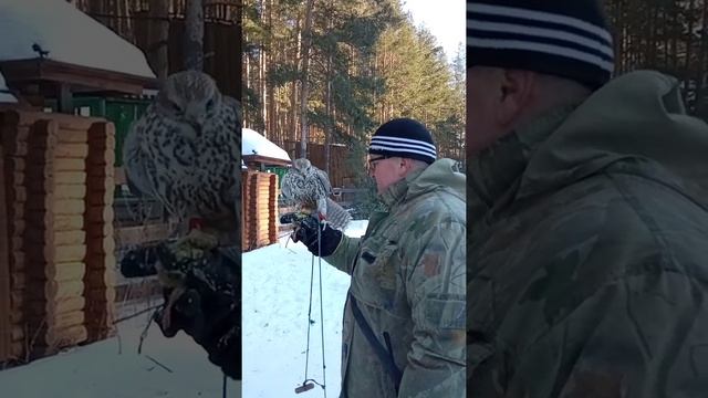 Сокол балобан Рыжий после охоты. смотреть онлайн