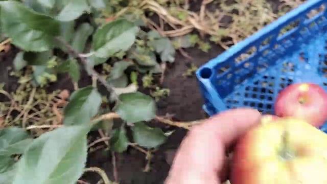 Яблуня Каріот 7.Імунний сорт з достойним смаком. Врожай 2021. смотреть онлайн