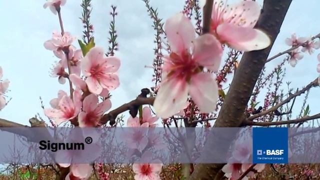 17.03.2013 BASF - Signum смотреть онлайн