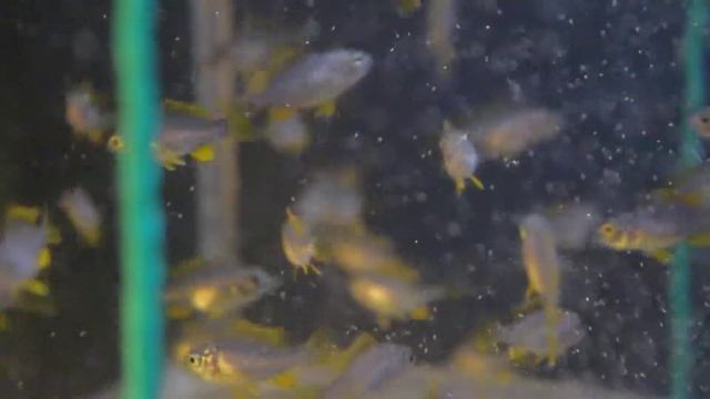 Малек Красного Каданго смотреть онлайн