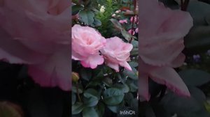 Цветение розы "Летиция Каста".Регион Южный Урал.