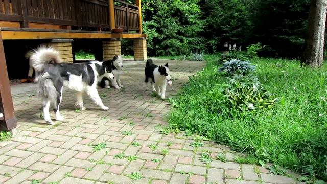 Щенки Якутской лайки