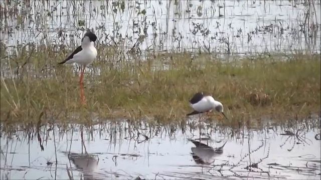 27 04 2020 ходулочник смотреть онлайн