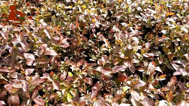 Сорта голубики Блюкроп, Блюголд, Бонус, Дюк, Спартан. Описание саженцев в 1 год. Мои отзывы.