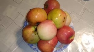 ☼Сорт яблок Штрейфлинг(Штрифель)