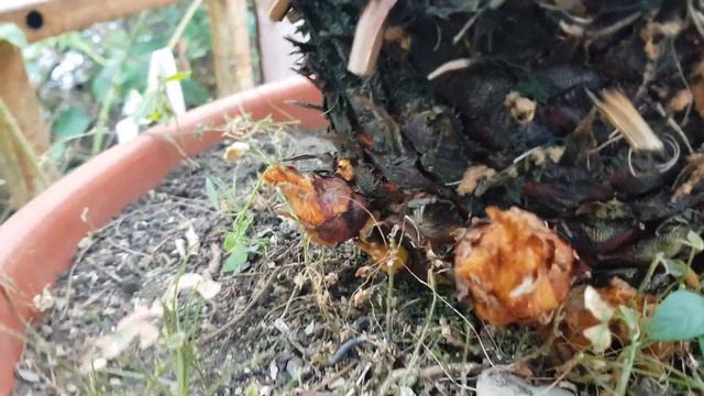 Саговник. смотреть онлайн