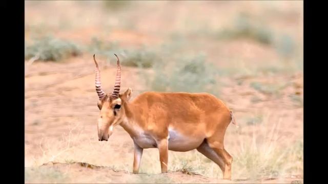 ЗооАзбучка 19 - С (сайгак) смотреть онлайн