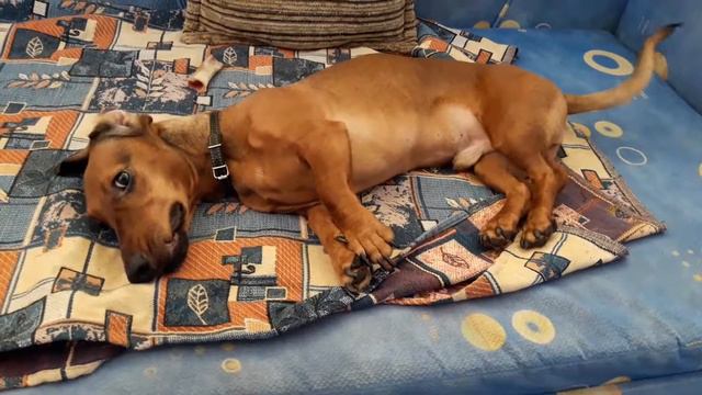 Смешная такса | Crazy Dachshund