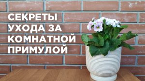 Примула Обконика: уход за цветком в домашних условиях