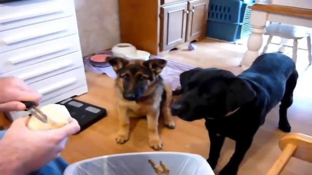 Собака с отличной реакцией - Good Training For A Dog