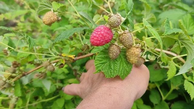 супер ранняя малина Мария смотреть онлайн