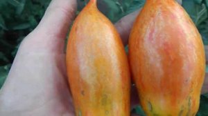 Томат Розовый фламинго полосатый.