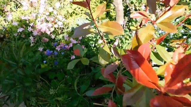 Part 1 garden tour; beware the abrupt ending! смотреть онлайн