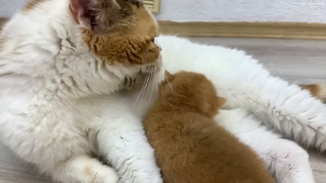 Foster mom cat takes care of a meowing kitten (cat voice) смотреть онлайн