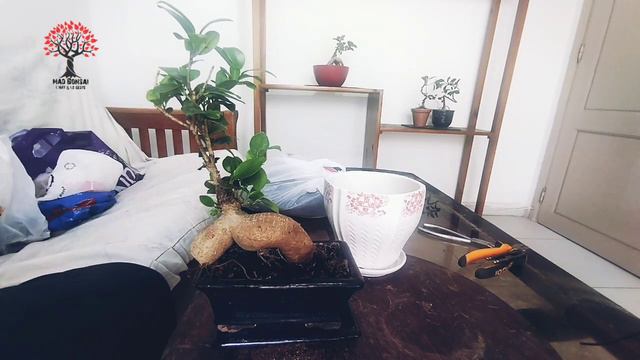 nouvelle acquisition ficus ginseng #bonsai #fertilizer #prebonsai #arrosage #shohinbonsai смотреть онлайн