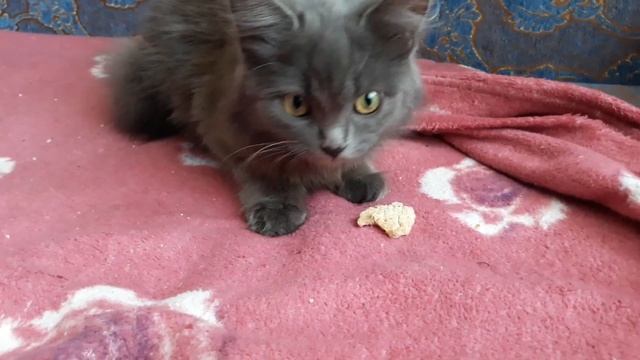 смешные приколы наши ПИТОМЦЫ в день поста можно и это сьесть смотреть онлайн