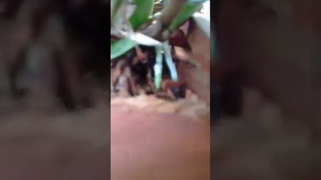 Quando eu mando a orquídea já plantada fica assim essa foi para o Rio de Janeiro noelba смотреть онлайн