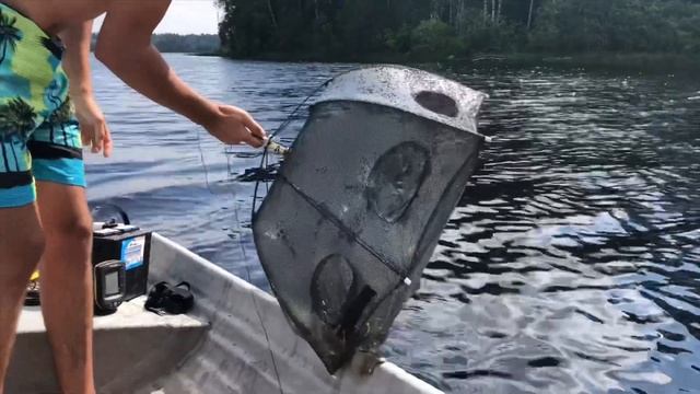 СУПЕР РЕЗУЛЬТАТ ЗА ОДНУ НОЧЬ! Ловля раков на Валдае. На что ловить раков? Раколовки смотреть онлайн