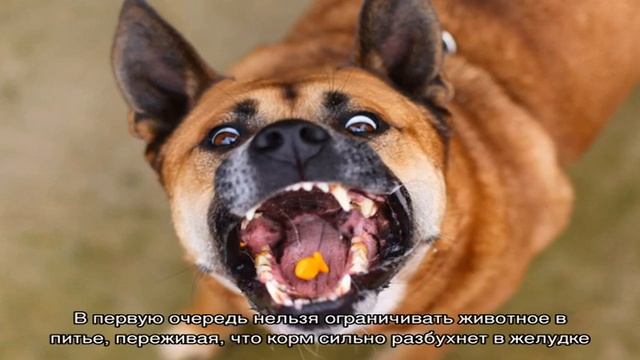 Можно ли собаке давать кошачий корм? смотреть онлайн