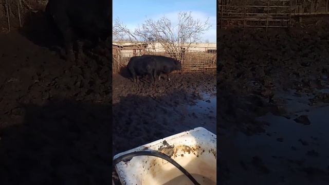 Бычки на откорме 8 месяцев. смотреть онлайн